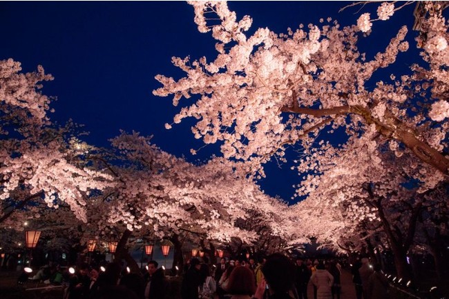 第97回高田城址公園観桜会