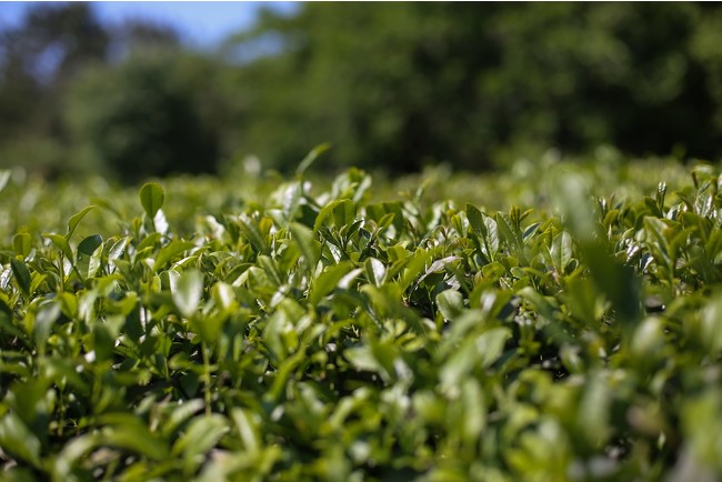 新茶のお茶摘み体験