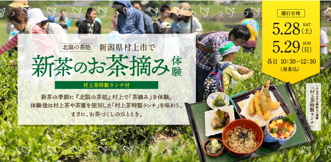 新茶のお茶摘み体験